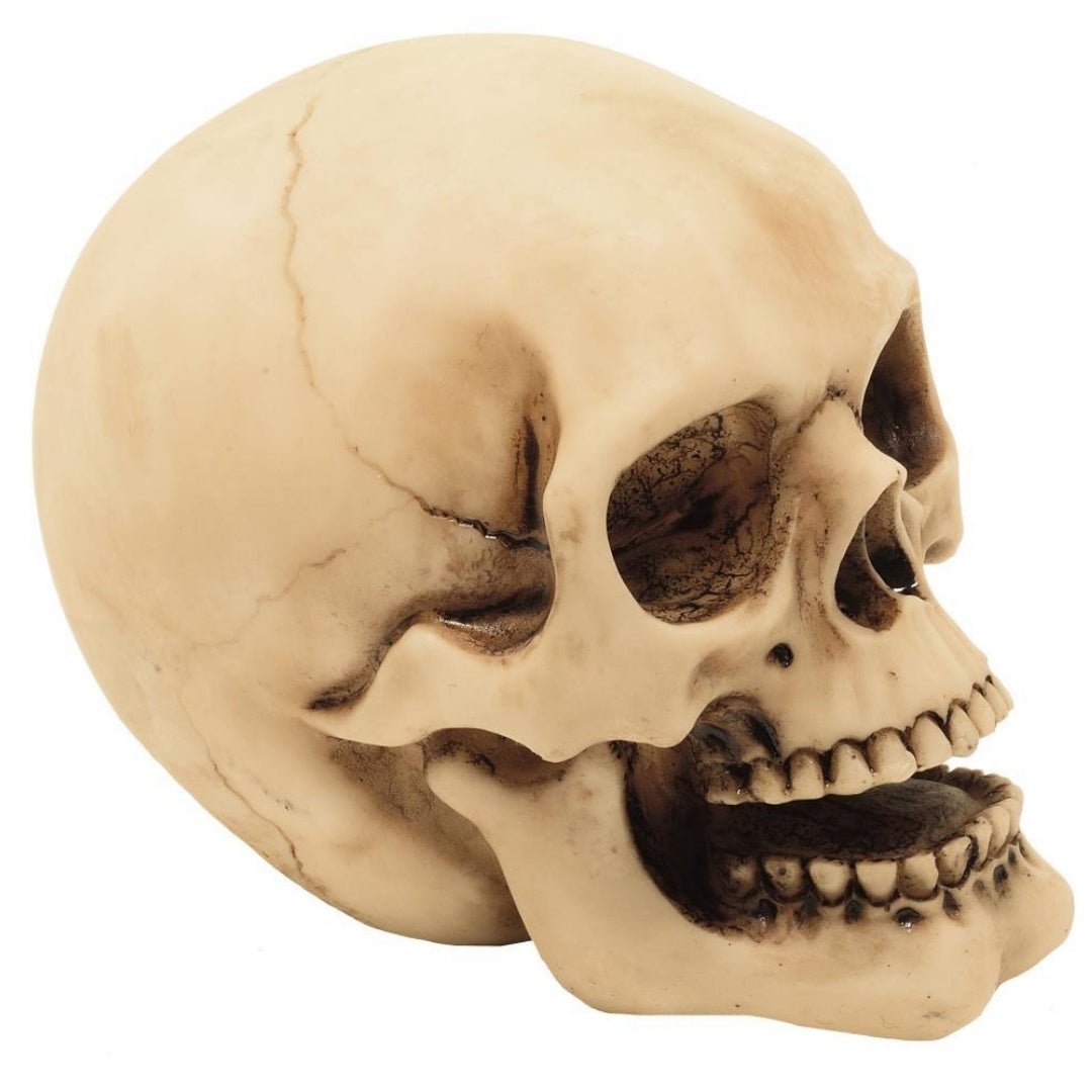 Koponya figura 10cm dekoráció - MODIANO